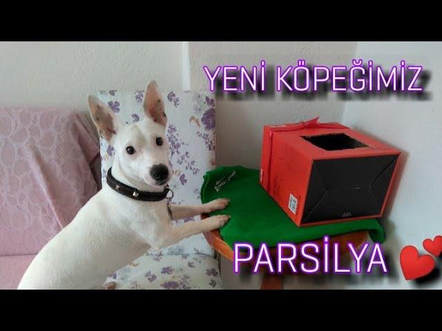 Yeni köpeğimiz PARSİLYA  Parsın Tepkisi Ne Oldu 