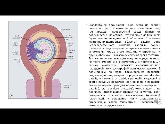 Оплодотворение. Стадии развития плодного яйца  Критические периоды внутриутробного развития плода.