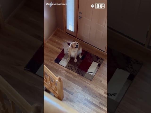 Dog hilariously realizes he's not home alone