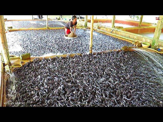 Catfish Feeding Times with Floating Feed Grain Based Diet || Catfish Farming in Aquaculture