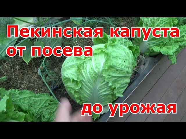 Пекинская и китайская капусты от посева до урожая. Выращивание в теплице. Какие сорта выбираю.