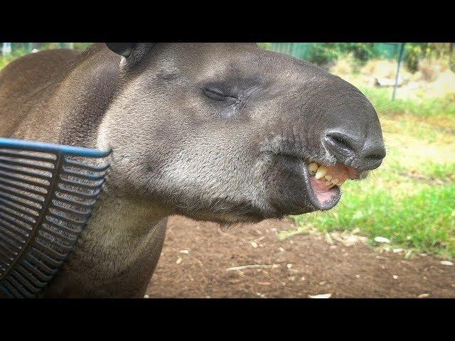 Arturo the Tapir loves a scratch