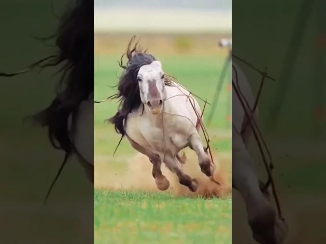  horse riding full speed  #shorts #youtubeshorts #horse #riding #speed