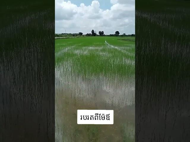 Rice Field