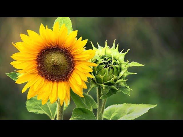 Family Flower Farm