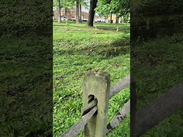 #ducks #branch #of #pond #run