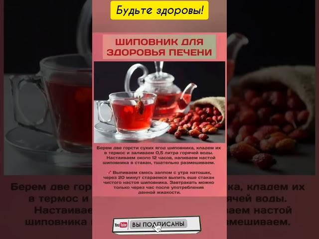 Шиповник для здоровья печени
