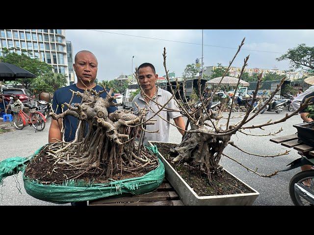 CẶP ĐA NGON QUÁ, CHÉN 1 CÂY - CHỢ PHIÊN VẠN PHÚC SÔI ĐỘNG, NHIỀU GIAO DỊCH