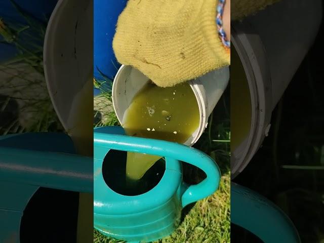 чудо крапива #крапива как удобрение #без химии на даче #garten #garden #садогороддача