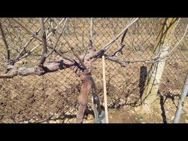 How to change the formation of a vine from CORDON to GUYO