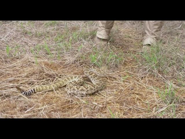 The truth about Rattlesnakes!