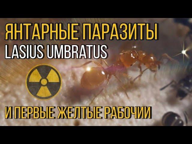 Lasius umbratus-желто-черная империя.