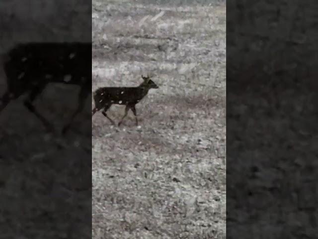 Ny Whitetail Properties Guided Hunts