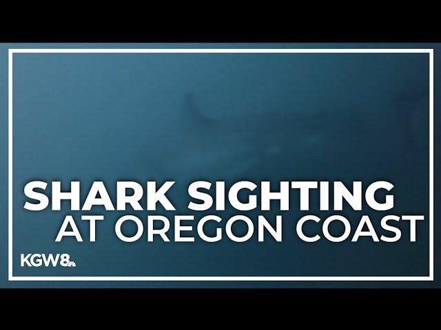 Man comes face to face with great white shark off Oregon Coast