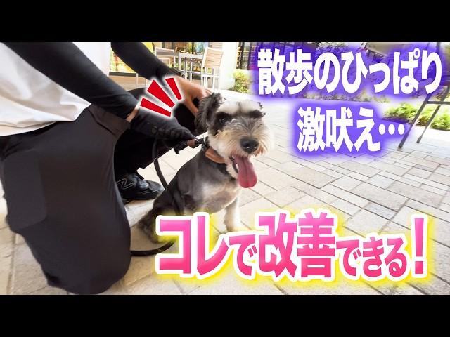 【犬しつけ】散歩の吠え、興奮はコレで改善できます【ドッグトレーナー解説】