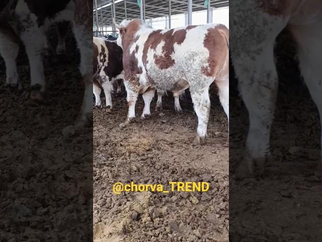 Simmental Buqalarni zo‘rlaridan ko‘ring va baxo bering!!! #simmental #limuzin #greeford #angus