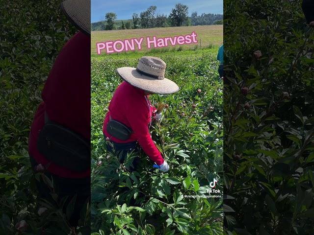 Peony Harvest at the Family Flower Farm - Now Available