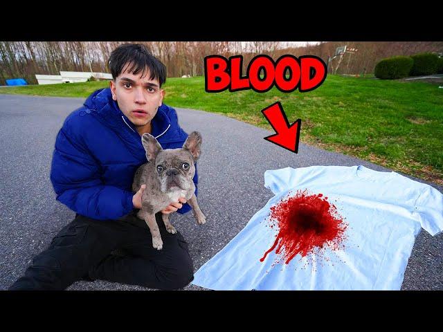 My Dog Found Blood…