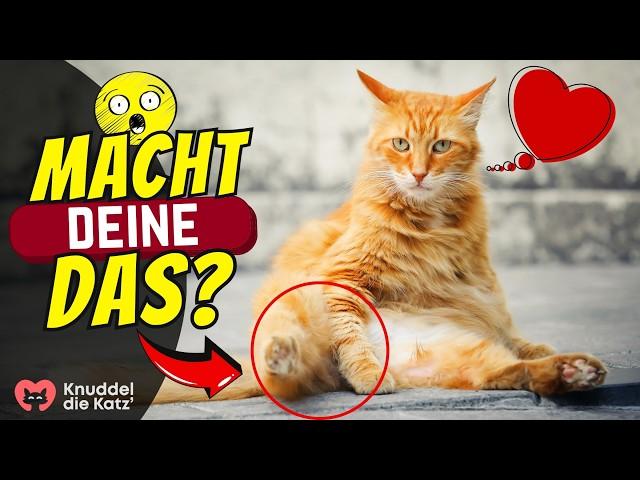 9 kuriose Angewohnheiten besonders verschmuster Katzen