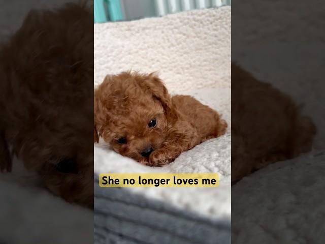 Maltipoo puppy up for adoption #puppy #cute #maltipoo #cutepuppy #puppyvideos #dogs #shorts #youtube