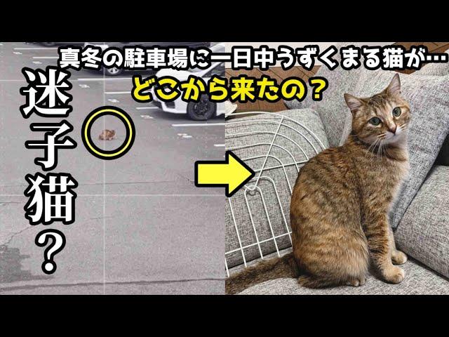 真冬に駐車場でうずくまる猫を保護しました