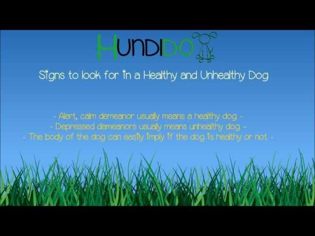 Signs to look for in a Healthy and Unhealthy Dog