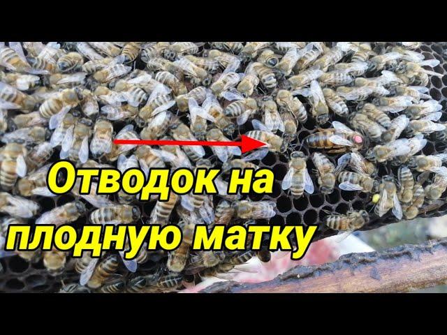 Самый надёжный способ посадки матки. Отводок на плодную матку. Купил маток карника.