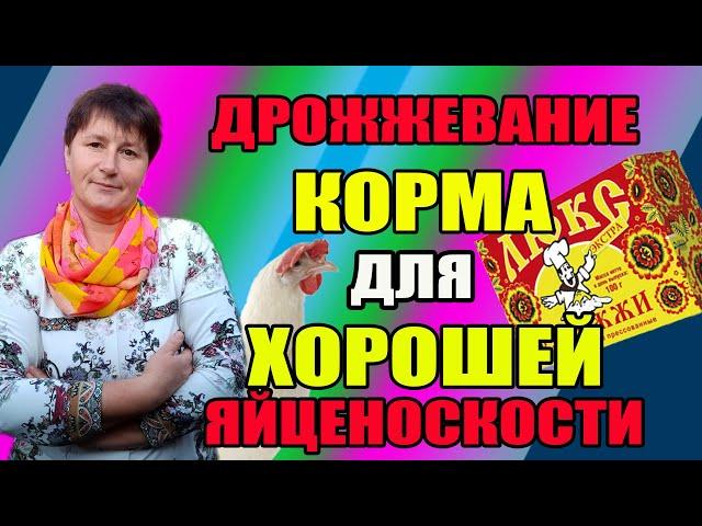 Дрожжевание корма для кур несушек. Как повысить яйценоскость.