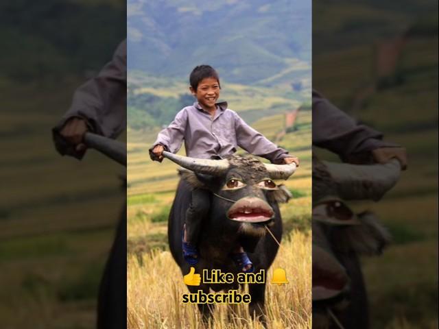 Funny animal videos pani lao re cow videos