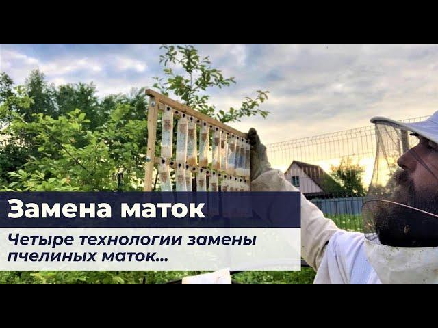 Замена маток. Четыре технологии замены пчелиных маток на онлайн курсе Замена матки.