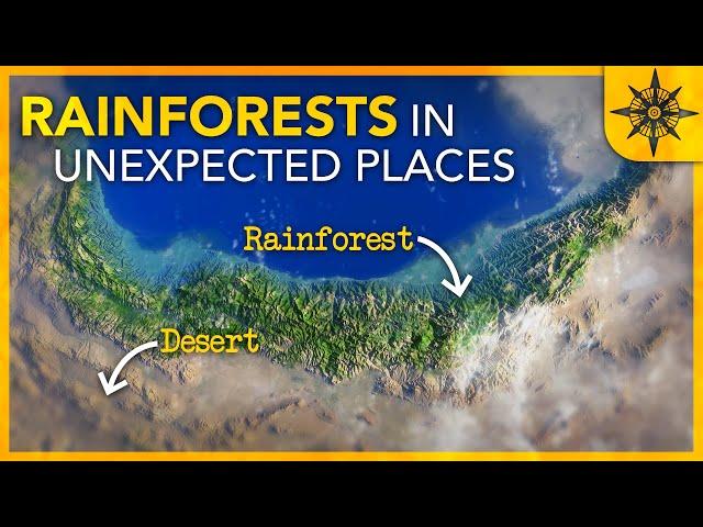 Why We Find Rainforests in Unexpected Places