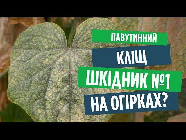 Павутинний кліщ на огірках? Як позбутися шкідника і чим обробити рослини!