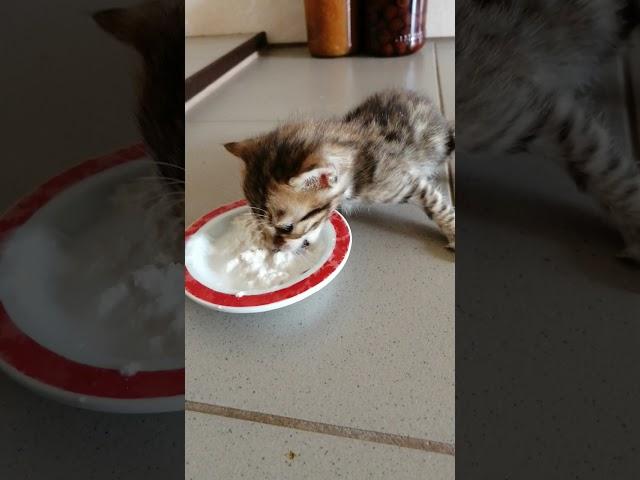 Бенгальские котята. Первая еда. #bengalcat