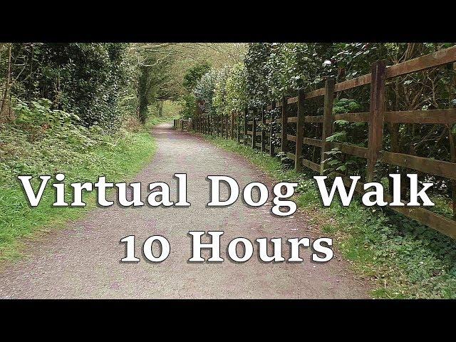 Dog TV Videos for Dogs to Watch : Virtual Dog Walk in The Woods - Dog Watch TV 