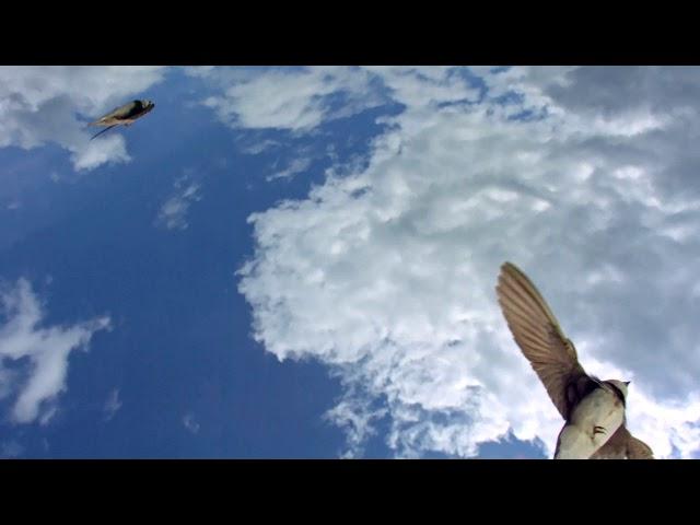 Sand Martins, Silver Strand, Galway