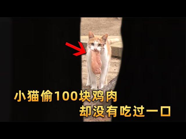 橘猫一个月偷了100块鸡肉，自己却不肯吃上一口，得知原因后泪崩