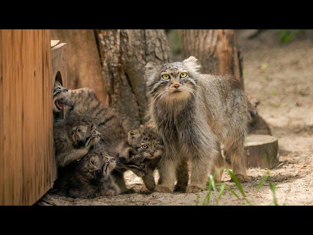 Seven kittens were born to Lolo the Pallas's cat in Novosibirsk zoo!