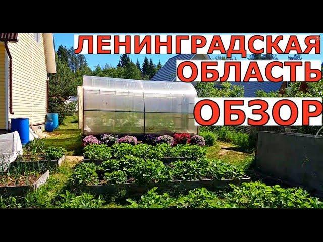 В ГОСТЯХ у меня на ОГОРОДЕ  23 июня Ленинградская область