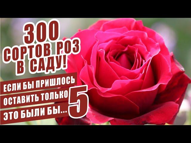 300 СОРТОВ РОЗ В САДУ! ЕСЛИ БЫ ПРИШЛОСЬ ОСТАВИТЬ ТОЛЬКО 5 – ЭТО БЫЛИ БЫ…