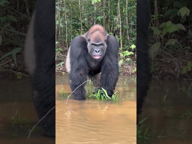 Tourist Has Extremely Close Encounter With A Silverback Gorilla 