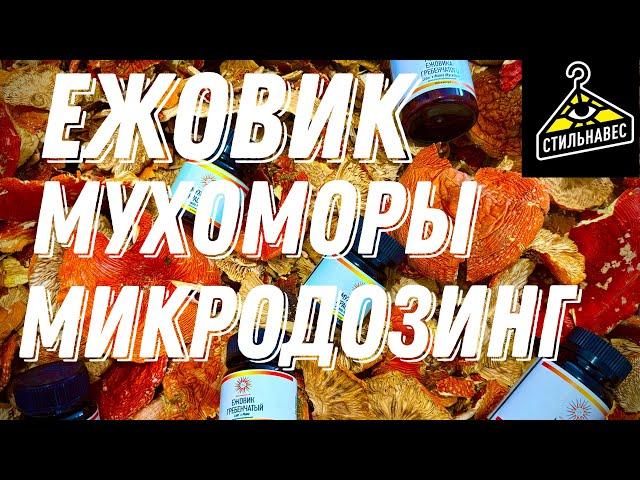 Микродозинг ежовик гребенчатый и мухоморы. Теперь в стильнавес!