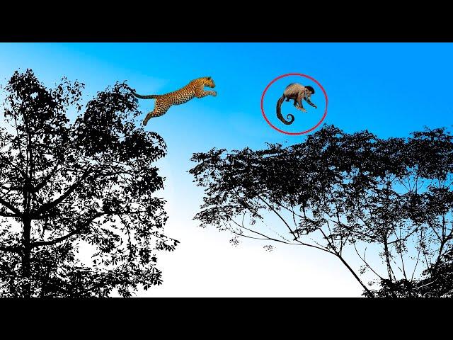 The LEOPARD, the most agile Big Cat | Leopard vs Monkey