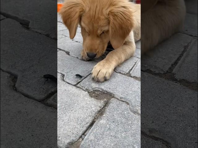 Cute dog in Cappadocia, Turkey #shorts #turkey #türkiye #tiktok #funny #cute #dog #animals #dogs