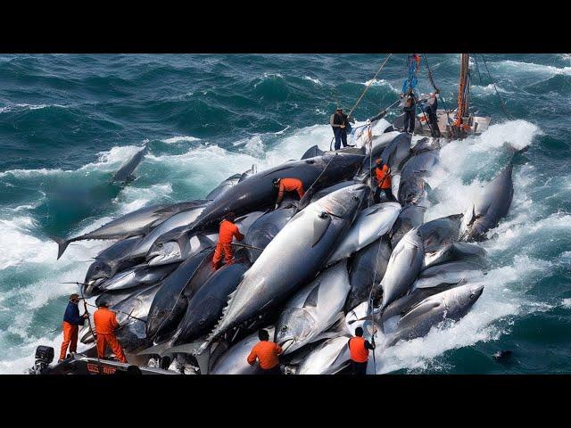 Shocking Fishing Technology - How Europe’s Fishermen Process Tons of Cod Onboard!