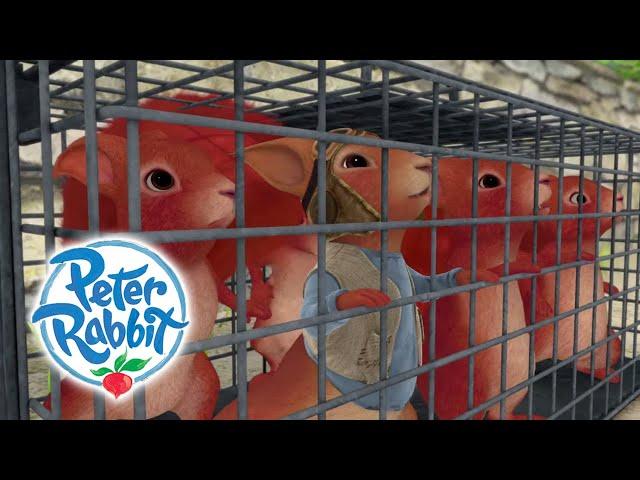 Peter Rabbit - Saving the Squirrels | Cartoons for Kids