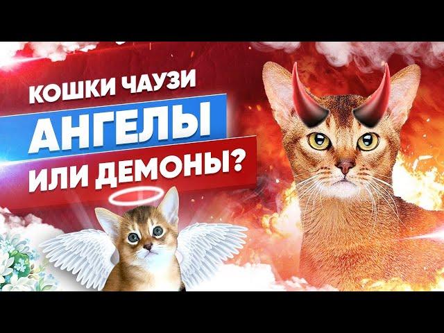 КОШКИ ЧАУЗИ - АНГЕЛЫ ИЛИ ДЕМОНЫ? | CHAUSIE CATS ANGELS OR DEMONS?