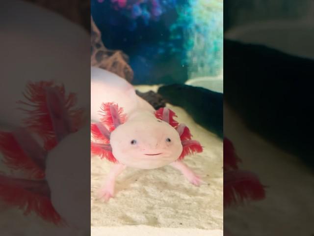 Cutest Axolotl in the world. Pinky ️#axolotl #cute