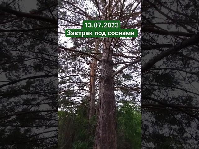 13.07.23 #Ерзовка, завтрак под соснами Моросящее утро после жары под 40С° #самарскаяобласть #shorts