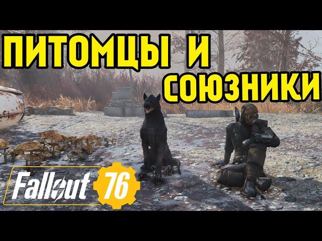 FALLOUT 76 | ГАЙД, ВСЕ О ПИТОМЦАХ И НАПАРНИКАХ!( ВСЕ ВИДЫ, ГДЕ  ИСКАТЬ?)