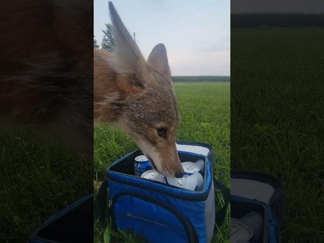 Coyote and Kitten in my yard! #stalker #food  #weavethecoyote #duckholliday #howiedewitt #nature